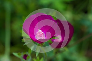 Macro of a purple poppy mallow photo
