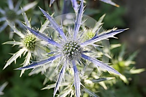 Macro of purple sea holly flower