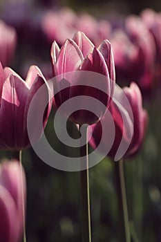 Macro of purple tulips in the feild