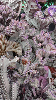 Macro purple violet fresh Succulent echeveria plant - Texture background - purple nature concept