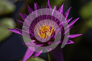 A macro purple water lily under the sun