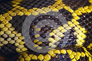 Macro of python skin and scale. Close up. Black and yellow snake skin texture, background, pattern.