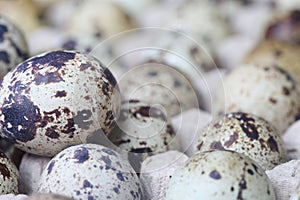 Macro of quail eggs stack on egg tray.