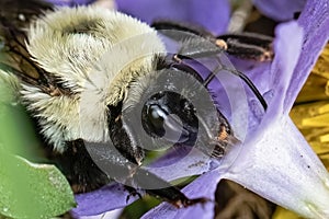 Macro of a Queen Bombus impatiens bumble bee on purple periwinkle flower