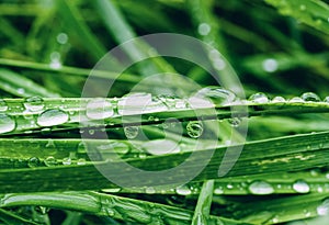 Macro rain drop on green leaf with sun shining in the morning. Drops of dew with transparent water on wild grass, Beautiful Fresh