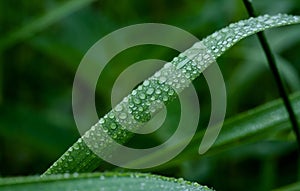 Macro rain drop on green leaf with sun shining in the morning. Drops of dew with transparent water on wild grass, Beautiful Fresh