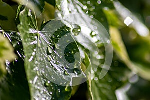 Macro of rain drops on a green maple leaf with sparkling sun after a rainy day shows water as elixir of life to refresh and grow