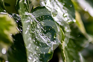 Macro of rain drops on a green maple leaf with sparkling sun after a rainy day shows water as elixir of life to refresh and grow