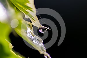 Macro of rain drops on a green maple leaf with sparkling sun after a rainy day shows water as elixir of life to refresh and grow