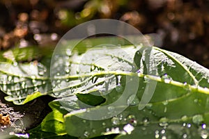 Macro of rain drops on a green maple leaf with sparkling sun after a rainy day shows water as elixir of life to refresh and grow