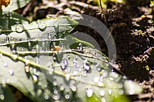 Macro of rain drops on a green maple leaf with sparkling sun after a rainy day shows water as elixir of life to refresh and grow