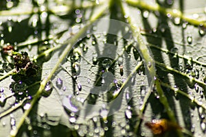 Macro of rain drops on a green maple leaf with sparkling sun after a rainy day shows water as elixir of life to refresh and grow