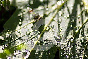 Macro of rain drops on a green maple leaf with sparkling sun after a rainy day shows water as elixir of life to refresh and grow
