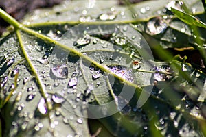 Macro of rain drops on a green maple leaf with sparkling sun after a rainy day shows water as elixir of life to refresh and grow