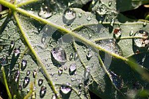 Macro of rain drops on a green maple leaf with sparkling sun after a rainy day shows water as elixir of life to refresh and grow