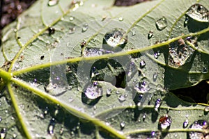 Macro of rain drops on a green maple leaf with sparkling sun after a rainy day shows water as elixir of life to refresh and grow