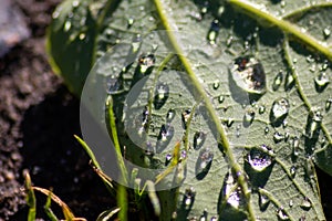 Macro of rain drops on a green maple leaf with sparkling sun after a rainy day shows water as elixir of life to refresh and grow