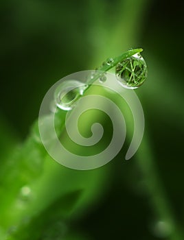 Macro of raindrop