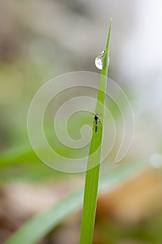 Macro of raindrop. Composition of nature. Close up of plant leaf and water drop macro