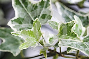 Macro raindrop on English ivy or Hedera helix leaves