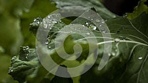 Macro raindrop in a leaf, green closeup