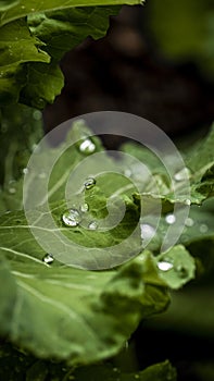 Macro raindrop in a leaf, green closeup