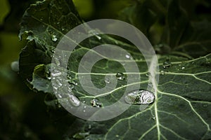 Macro raindrop in a leaf, green closeup