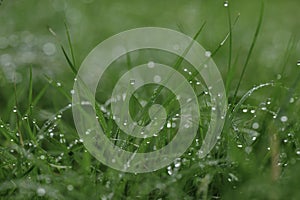 Macro Raindrops on Grass photo