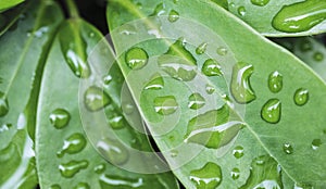 Macro raindrops on green leaves in rainy season