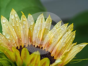 Yellow and orange sunflower with raindrops