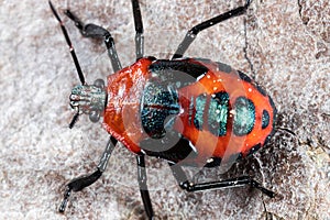 Macro of a red-beetle (Pyrrhocoris apterus