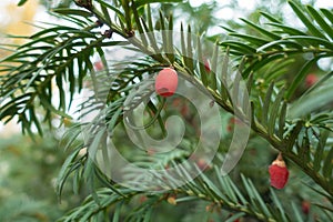 Macro of red berry-like seed cone of yew