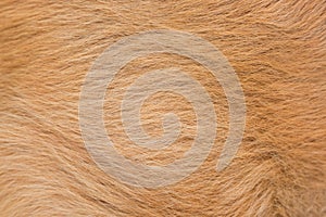 Macro red or brown dog hair fur texture. Animal dog fur abstract background.