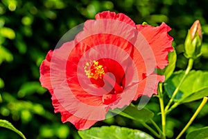 Macro of red China Rose flower