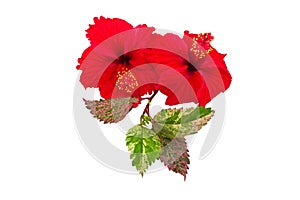 Macro of red China Rose flower Chinese hibiscus flower isolate on white background.Saved with clipping path.