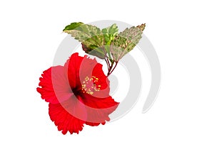 Macro of red China Rose flower Chinese hibiscus flower isolate on white background.Saved with clipping path.