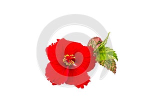 Macro of red China Rose flower Chinese hibiscus flower isolate on white background.Saved with clipping path.
