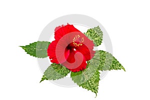 Macro of red China Rose flower Chinese hibiscus flower on white .Saved with clipping path.