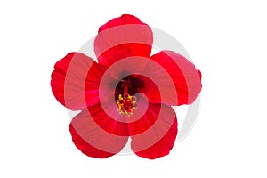 Macro of red China Rose flower Chinese hibiscus, Hibiscus rosa-