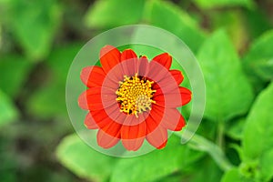 Macro of red color dalia flower