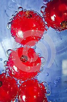 Macro of red currant berries in water with bubbles on blue blurry background