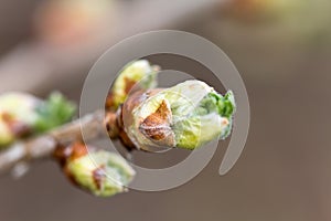 Macro of red currant branch with bud