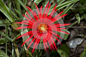 Macro of red daisy