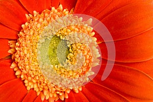 Macro of red daisy