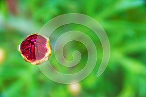 Macro of a red daisy flower growing