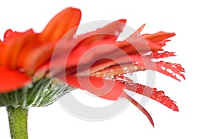 Macro of red daisy-gerbera head with water drops
