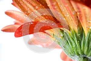 Macro of red daisy-gerbera head with water drops