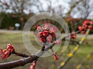 Macro of red female flower buds of Silver maple or creek maple (Acer saccharinum) in the park in early spring