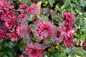 Macro of red flowers of Chrysanthemum