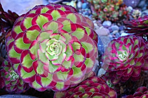 Macro Red Green of Succulent echeveria plant in the house garden - nature Texture Background , Floral backdrop and beautiful detai